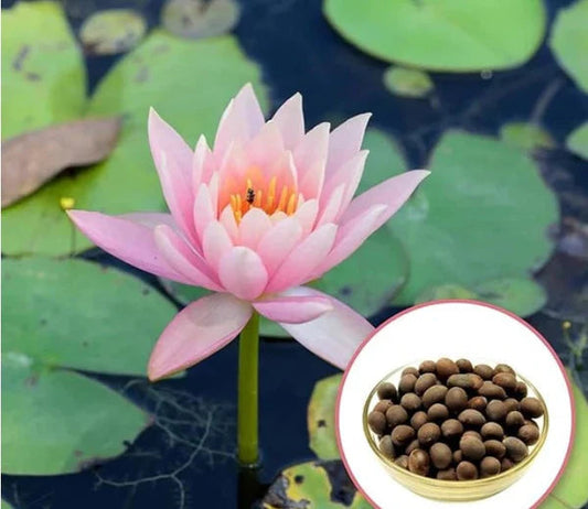 Grow Stunning Pink Lotus Flowers at Home with Premium Lotus Seeds